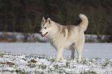 SIBERIAN HUSKY 500